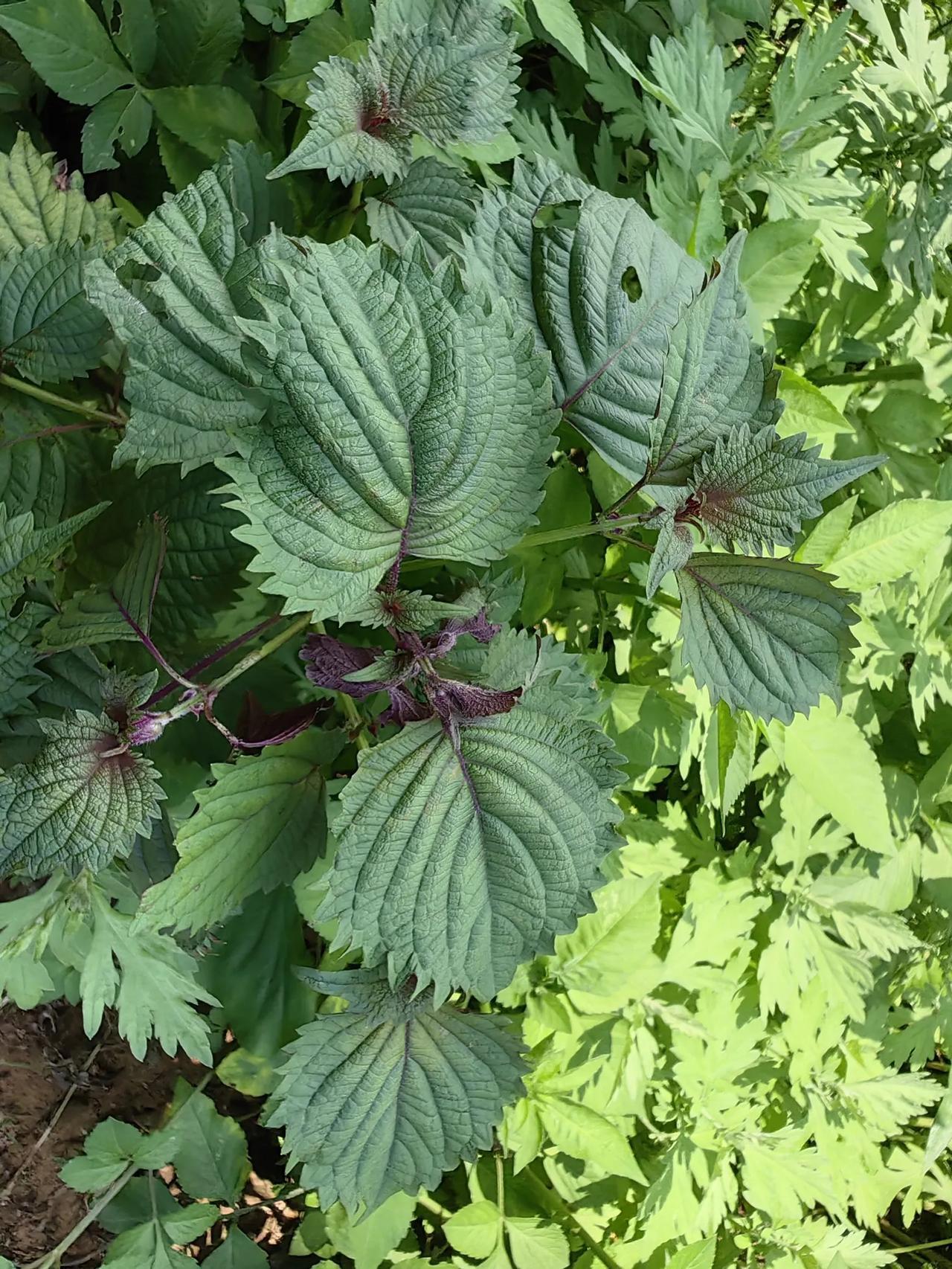 紫苏：绿叶青葱翠，清香扑鼻来。有没有一种配菜吸引你，给你的美食佳肴更美味？#您最