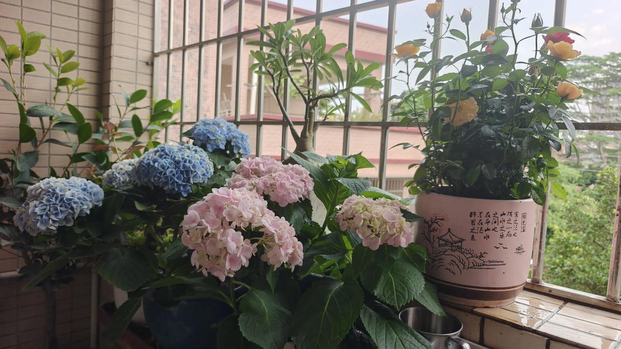 分享一张你养的花盛开的样子这就是我在佛山农村租房的阳台上种的花，好不好看我不知道
