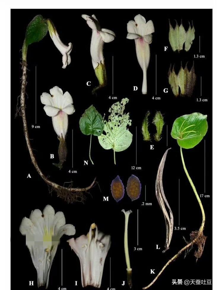 【藏南生态】
         据媒体报道，时隔189年科学家在藏南再次采集到了