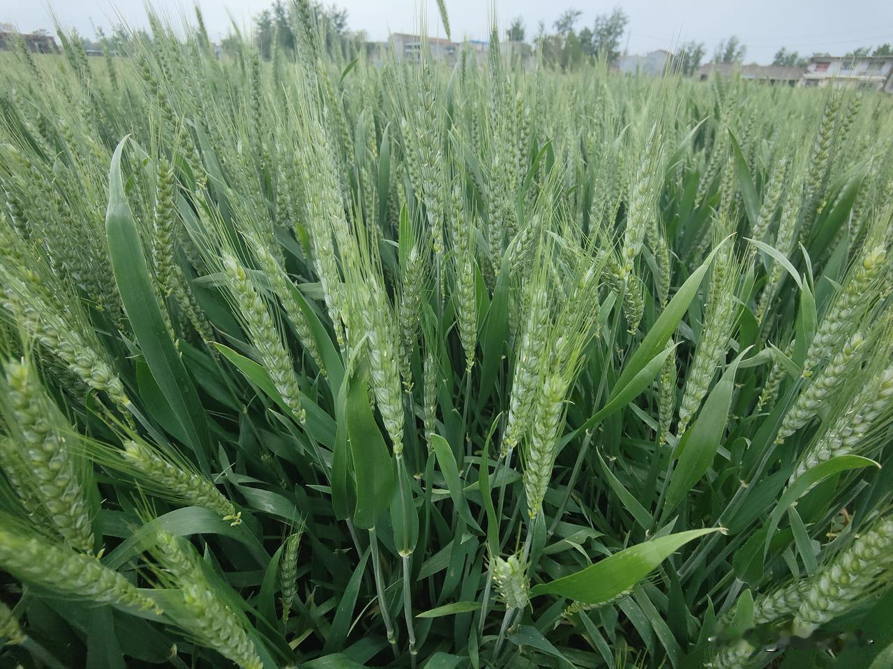 你认为一斤小麦涨到多少是应该的?小麦属于粮食作物，种植面积大，产量高，竞争激烈，