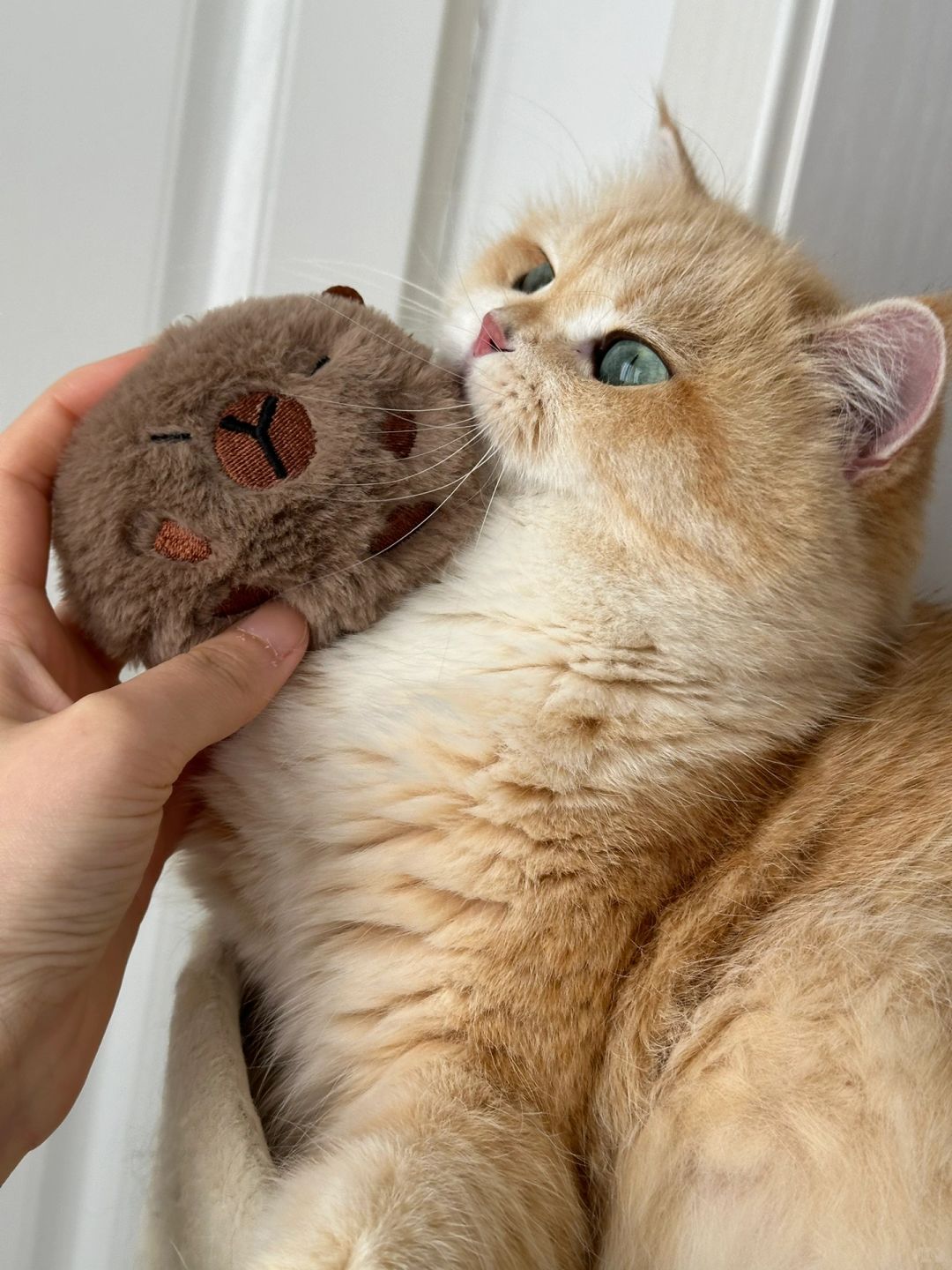 如何养只像卡皮巴拉情绪稳定的小猫咪🥹