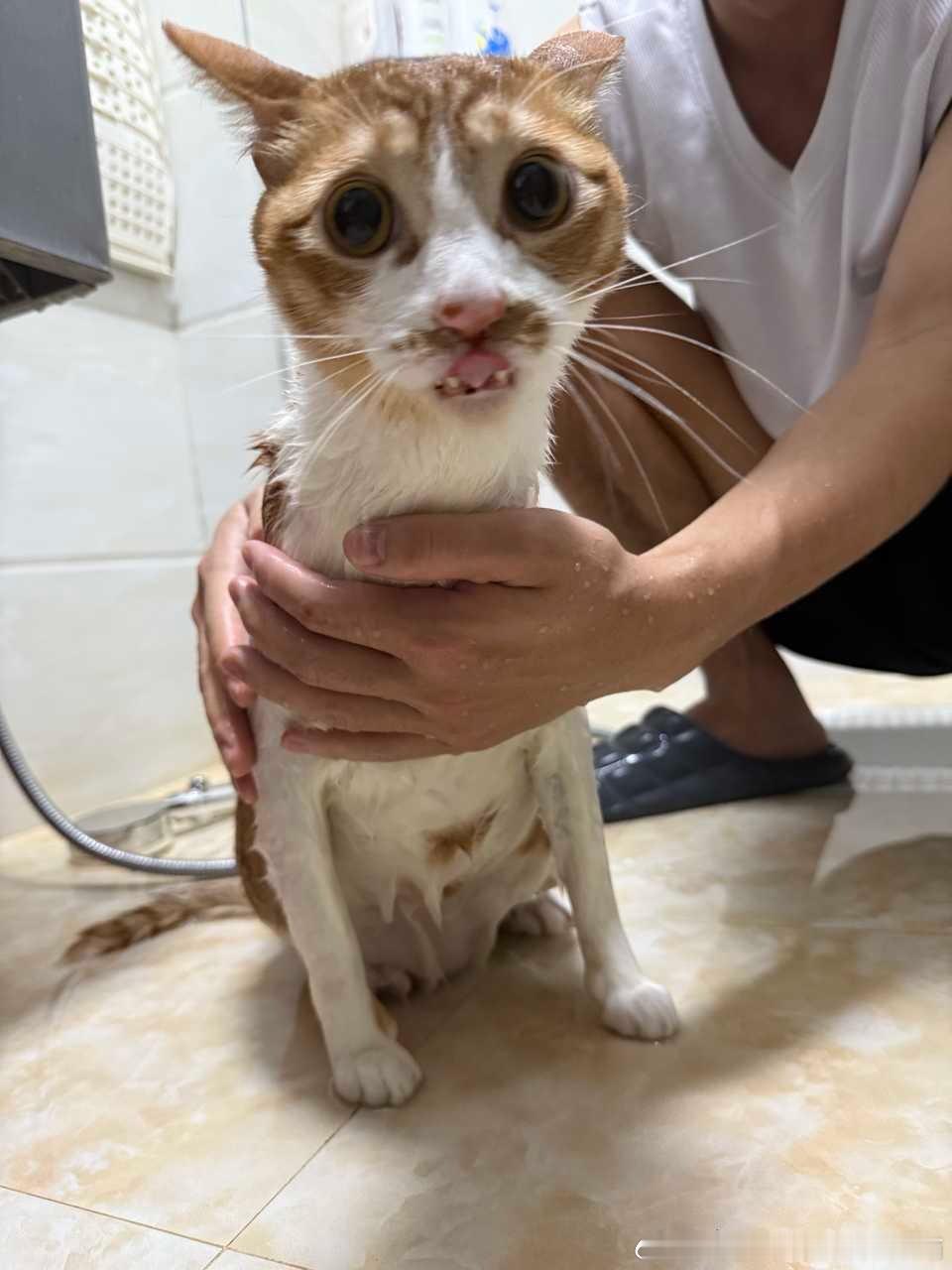 49627【丑猫】是编号34265那只哦哈哈哈哈 