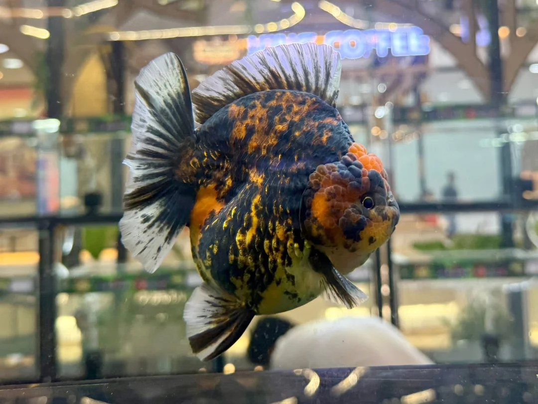 人家的鱼，好看🤩