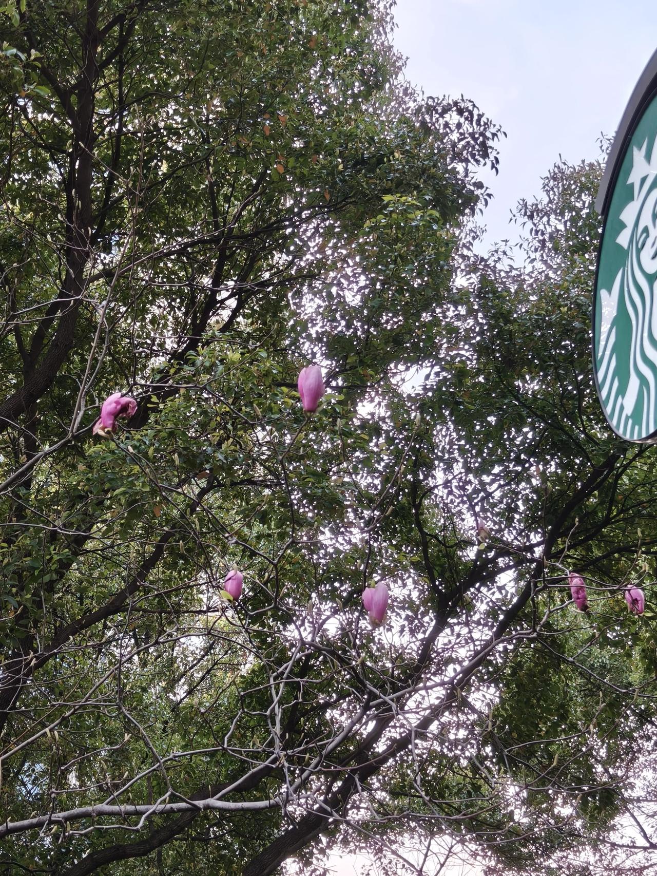 今年单位院子里的这株玉兰花🌸不给力呀？我看那个花花好像被虫吃了，不知道是不是这