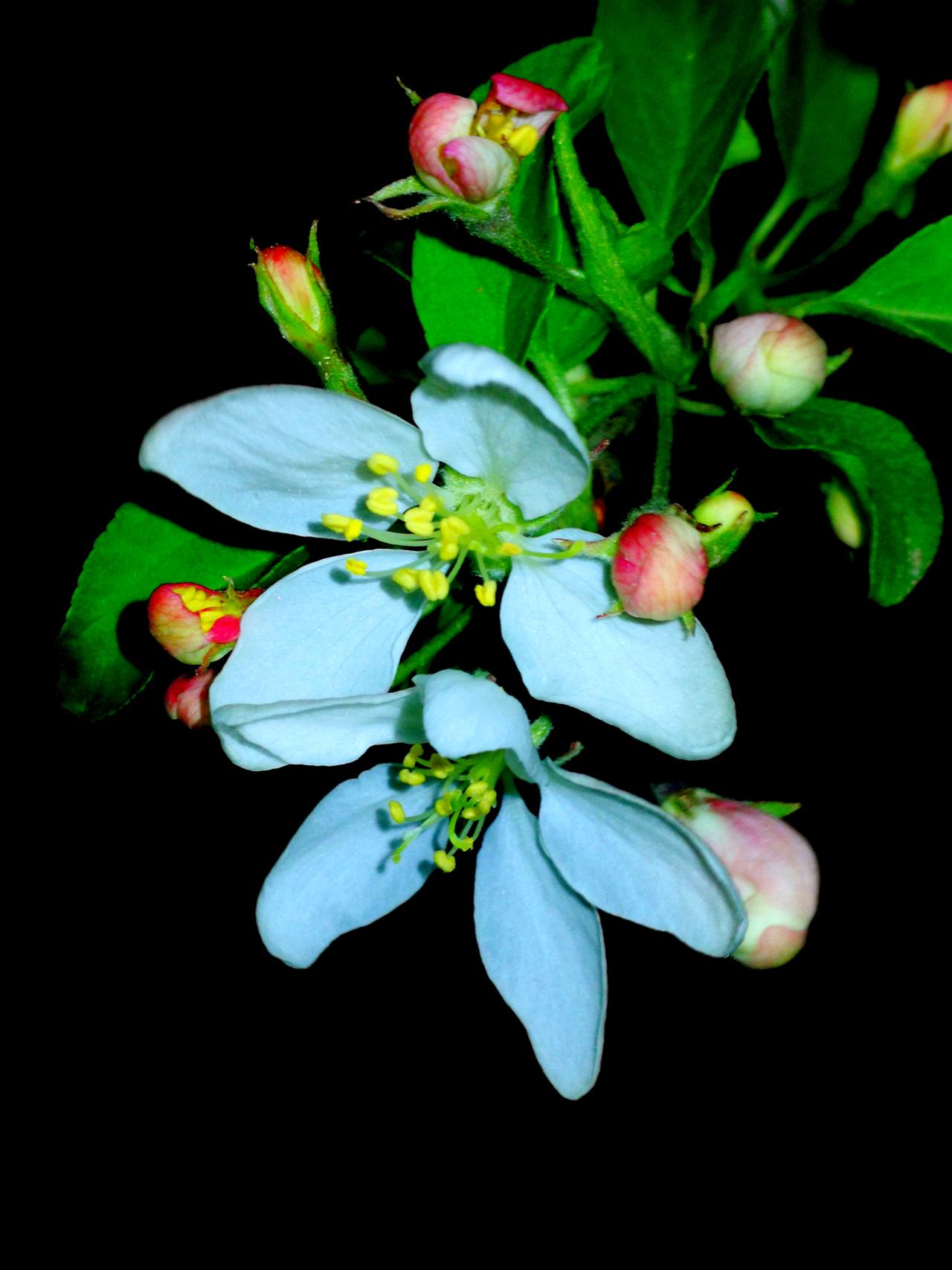 拍黑底的花很简单，在黑夜里，打开手机的补光灯，对准花拍摄就可以了