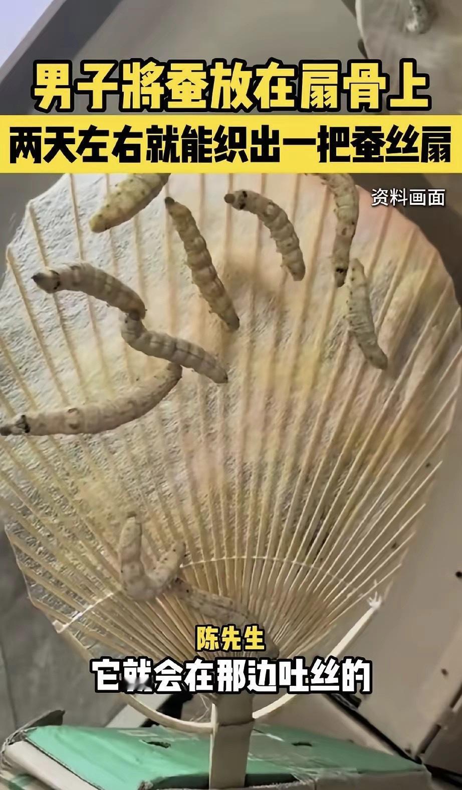 惊呆了！有个福建漳州的小伙子，脑洞真是太大了，抓了几只蚕宝宝放到扇骨上，想让蚕自