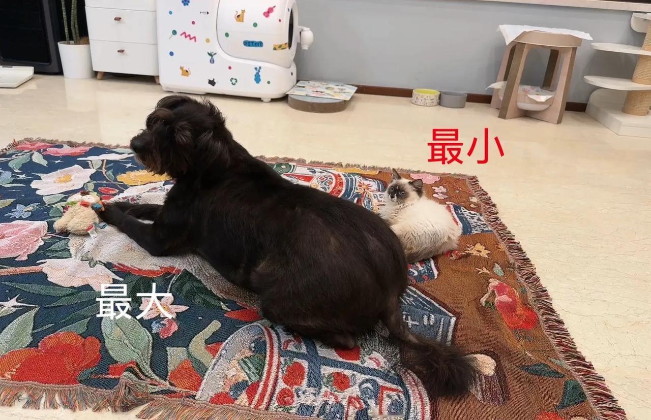 这张毯子会长猫狗，很神奇！
小鼻鼻太阔爱了，小短手很灵活～
猫咪