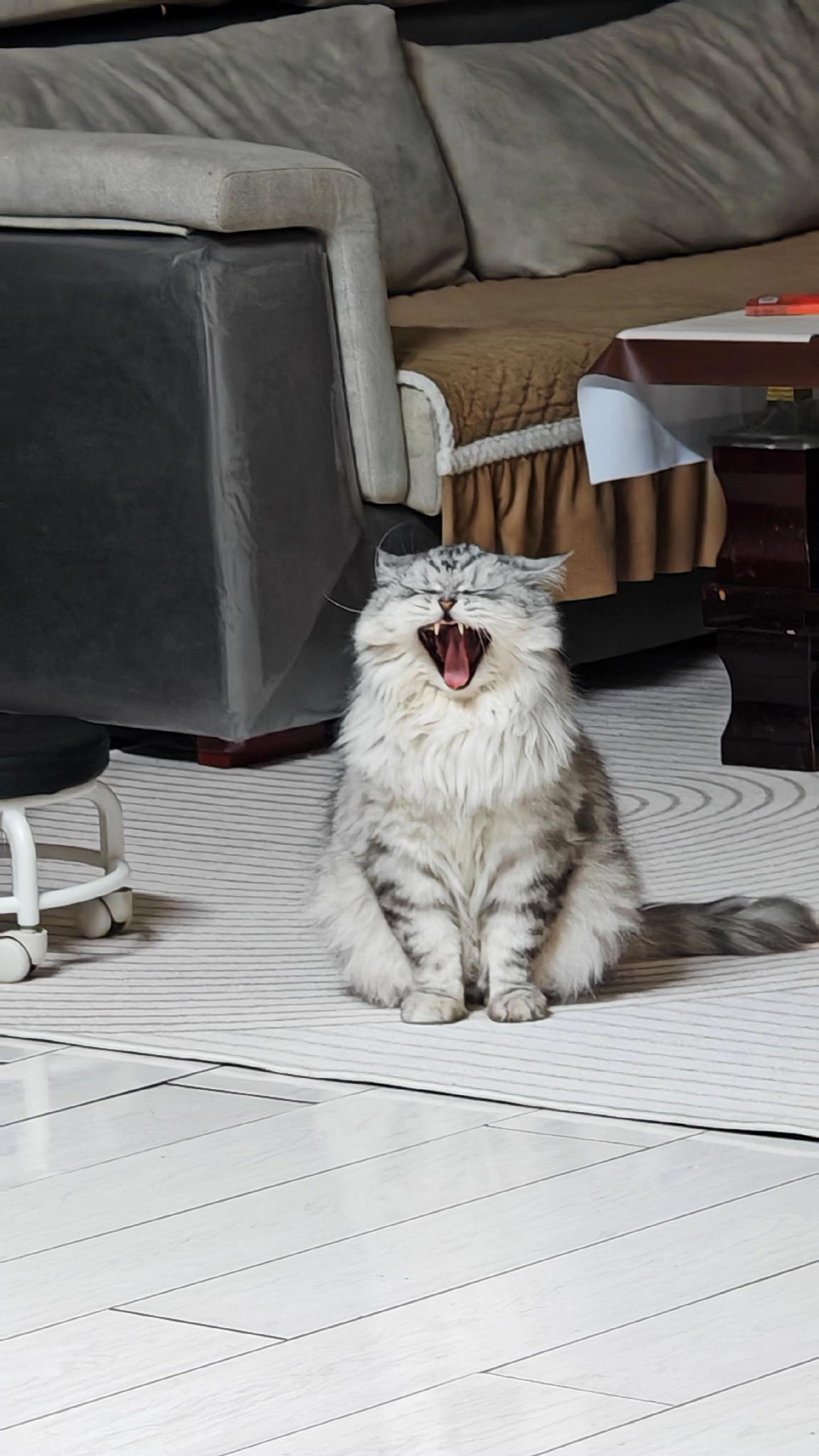 不给吃的就龇牙