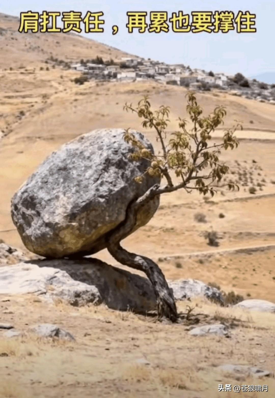 网友把这棵弯树比伊朗，还赞誉有加:有人笑话它不挺拔，有人同情它出身差，有人称赞它