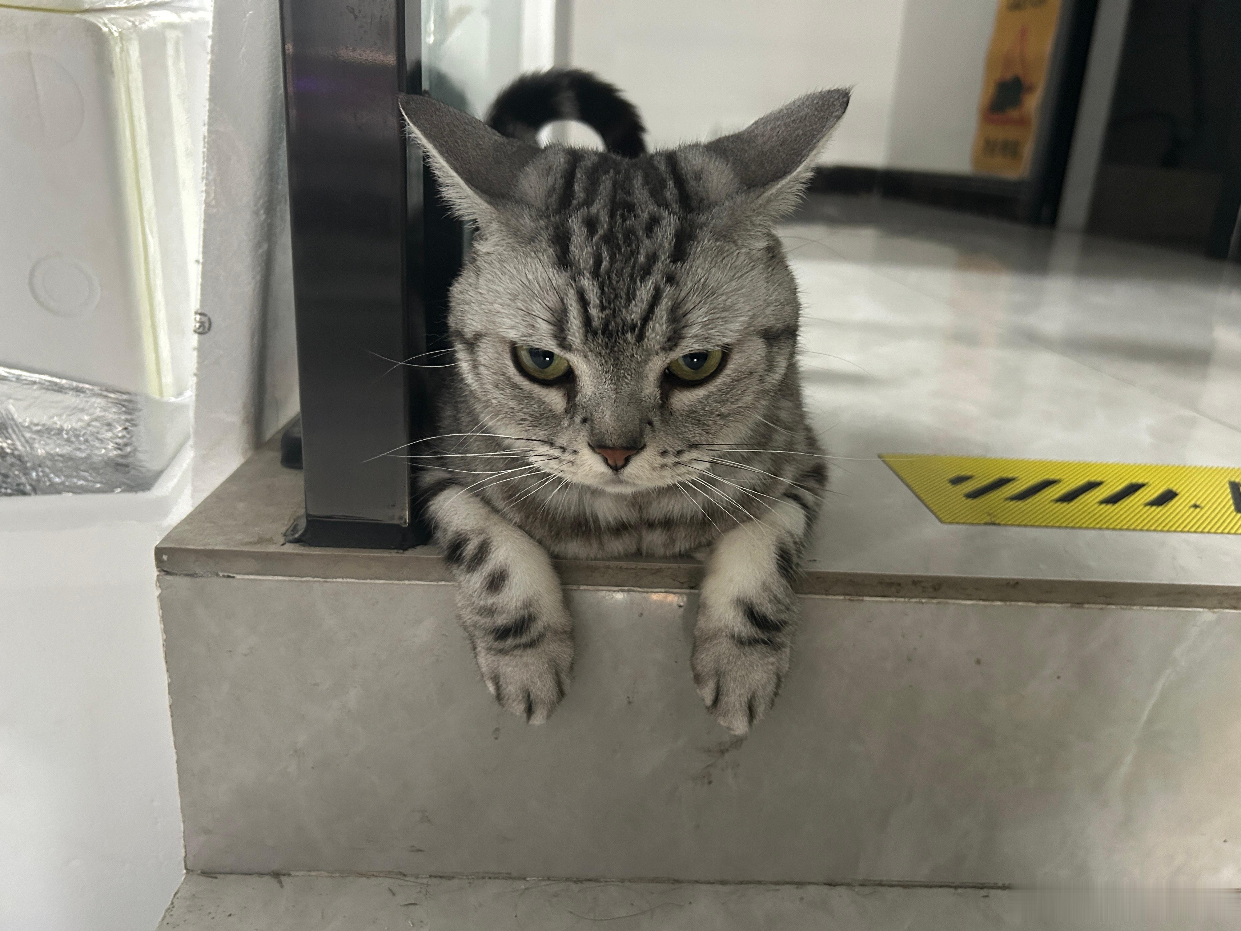 盖亚豿豿