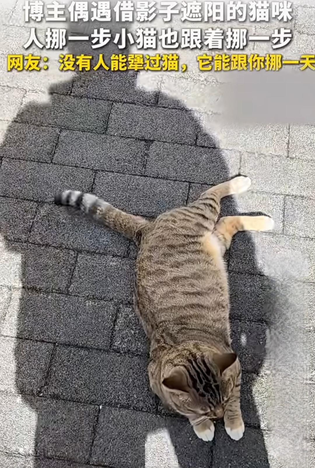 博主偶遇借影子遮阳的猫咪，人挪一步小猫也跟着挪一步。网友：没有人能犟过猫，它能跟