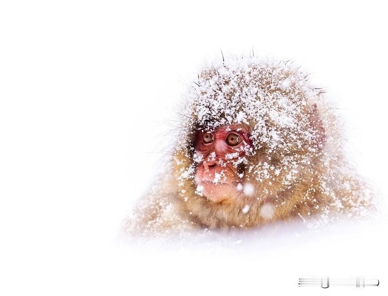 银装素裹千山秀、
瑞雪吉祥新气象、
沉睡寂静鸟无惧、
四季交换节气明、
冬雪花香