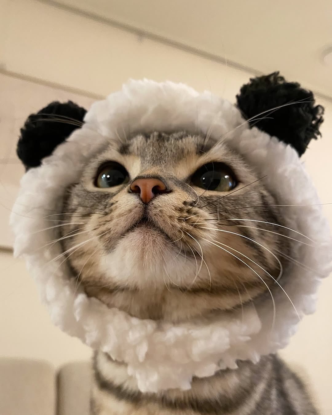 𝙒𝙚𝘾𝙝𝙖𝙩小猫头像猫咪头像/萌宠头像/可爱头像/无水印头像