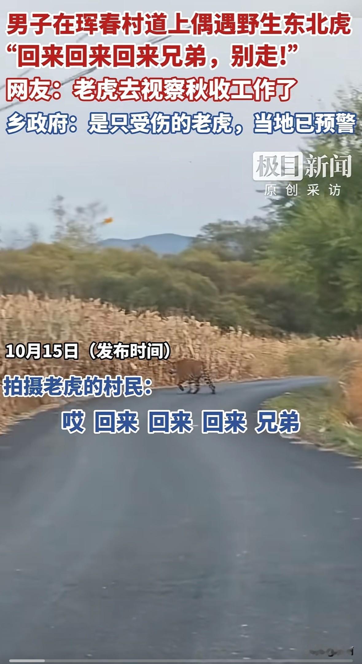 10月14日下午，吉林珲春杨泡满族乡松林村一男子驾车时，在村道发现后方有只野生东