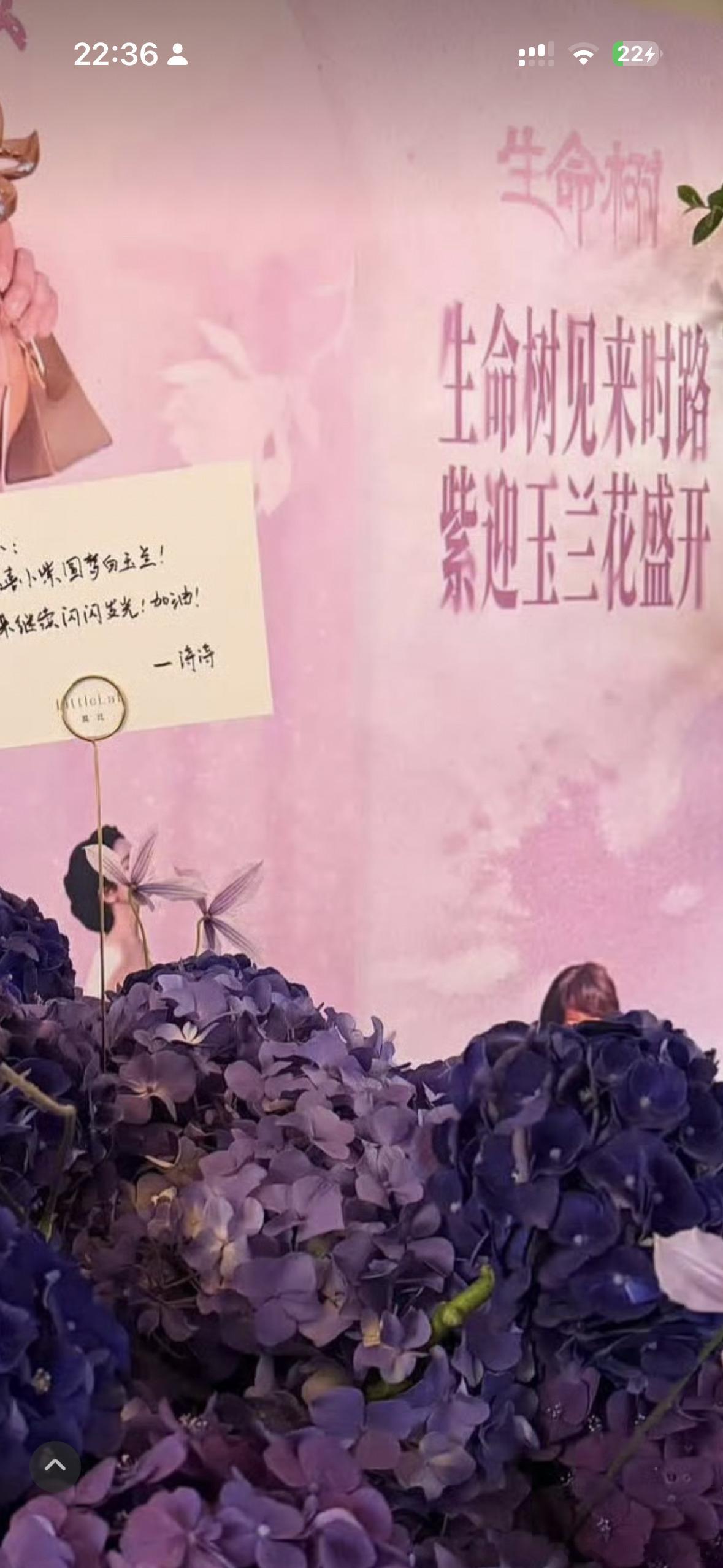 生命树见来时路 紫迎玉兰花盛开