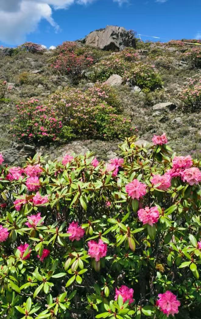 高山杜鹃生长近20年才开花 墨脱风起，杜鹃巨树开。数十年沉淀生长，微种凝繁花，藏