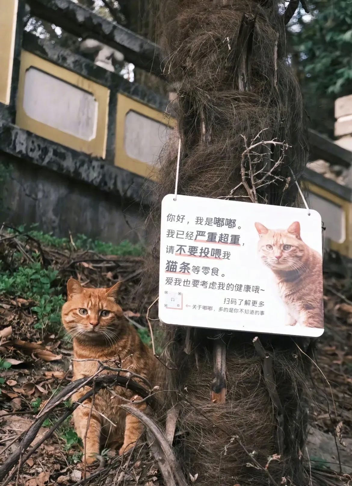 大橘子：我谢谢你[酷拽][酷拽][酷拽]