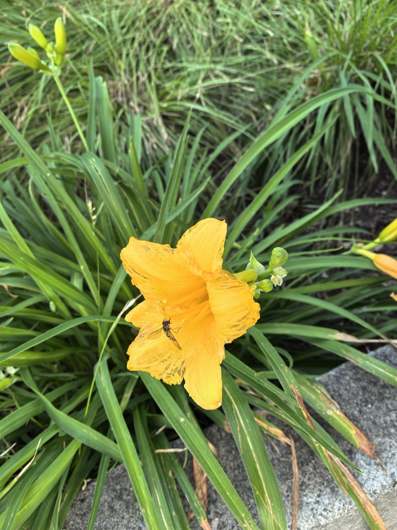 小蜜蜂采花蜜