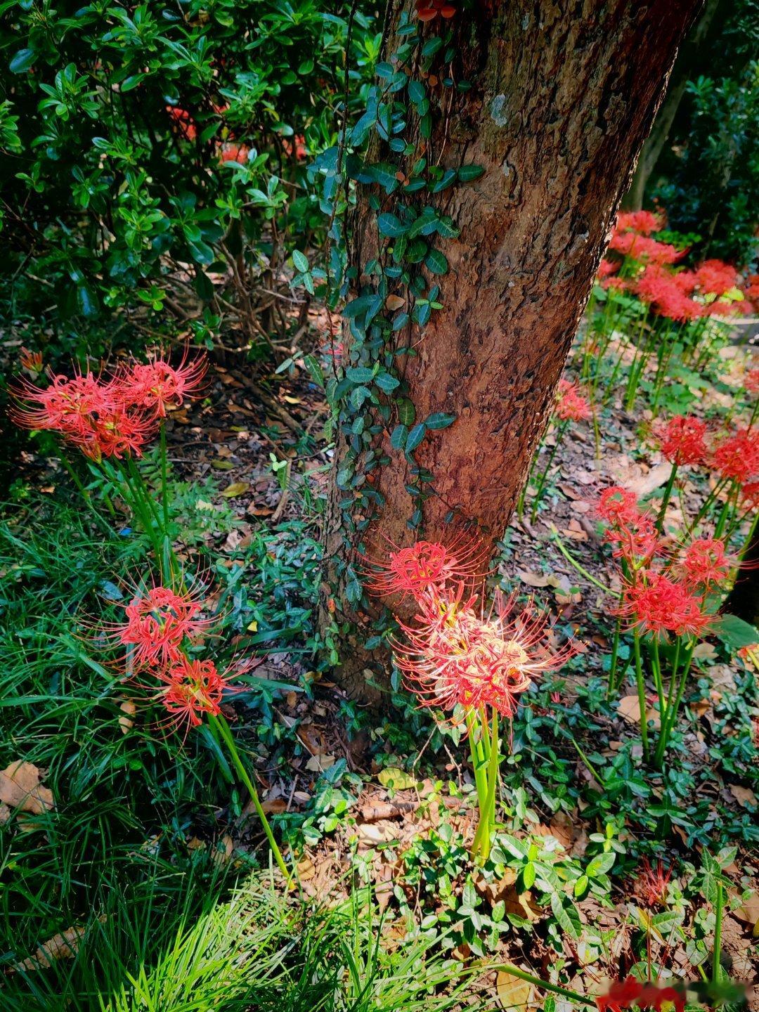 坚持运动打卡 ，今天完成每日1万步 ，今天温度有点高，气温也有闷，边锻炼边流汗，