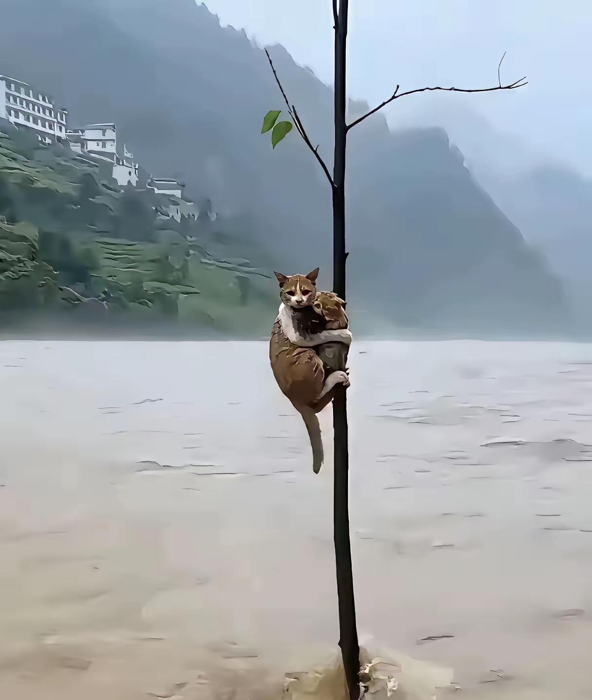 洪水无情爱有情
消防员叔叔耐心的救助着
猫妈妈坚定地抱着小猫
这一幕太让人泪目