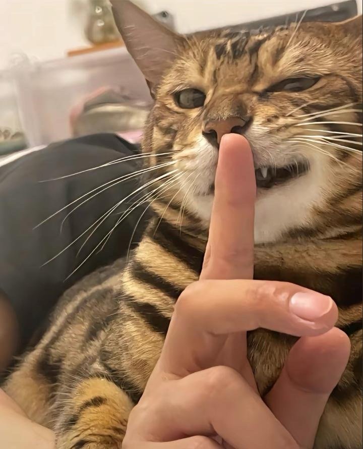 喵 真的有被帅到 #猫# ​​​