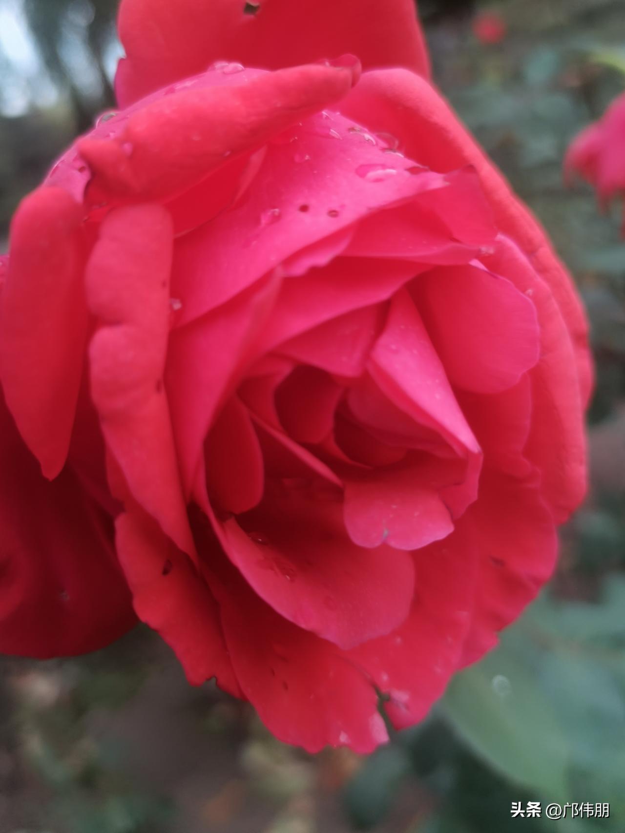 七律·檐下玫香
芳丛斜倚院墙东，
艳蕊凝霞趁晓风。
露浸胭脂匀浅晕，
日烘锦绣缀