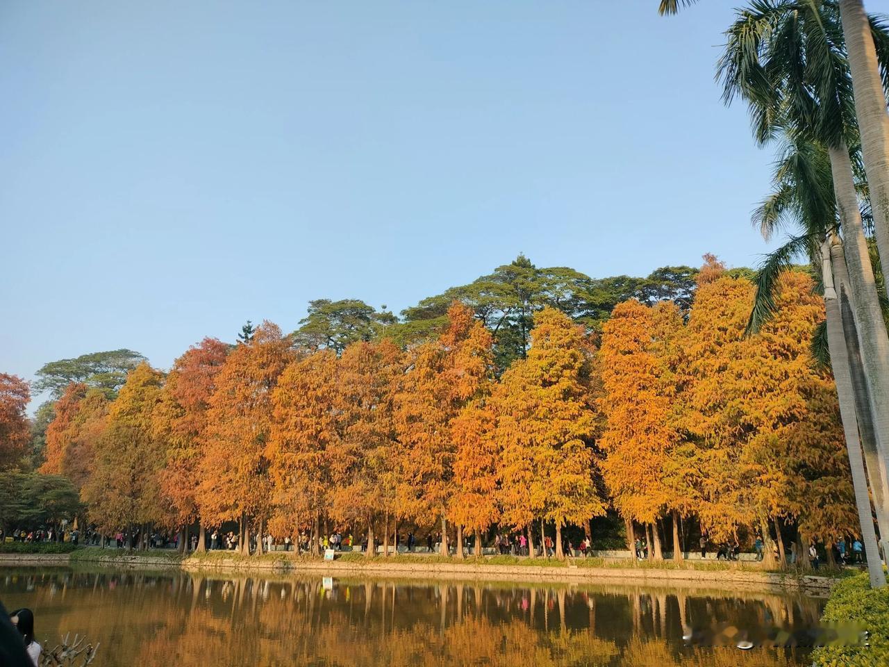 这个冬日，天河公园的落羽杉真是靓暴镜呀！怎么拍都不用滤镜，怎么看都好看。尤其是在