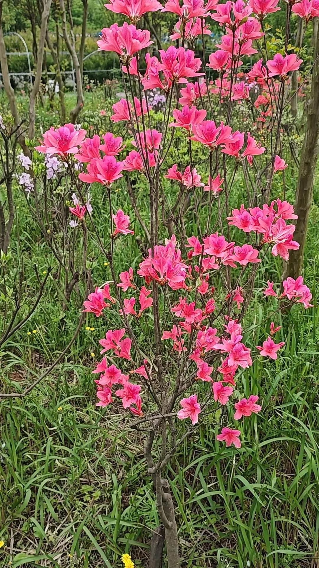 红花独杆 户外花卉