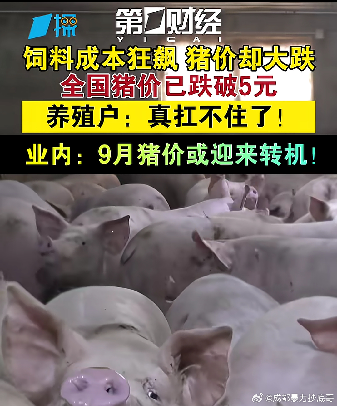 全国猪价已跌破5元，蕴藏哪些机会 
