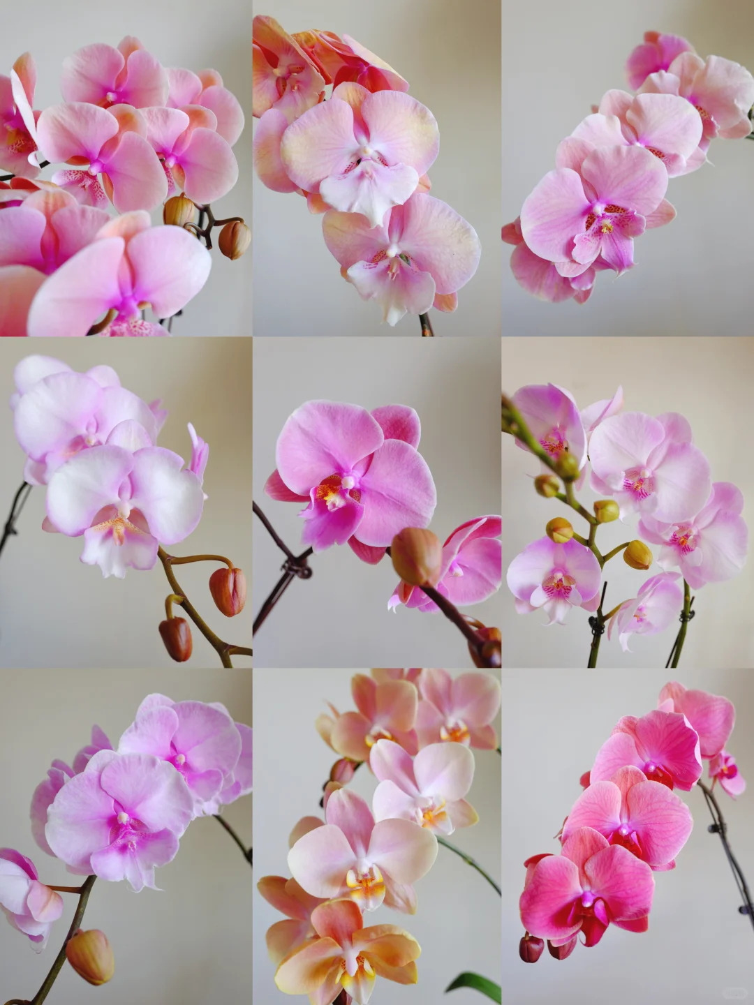 粉色系蝴蝶兰