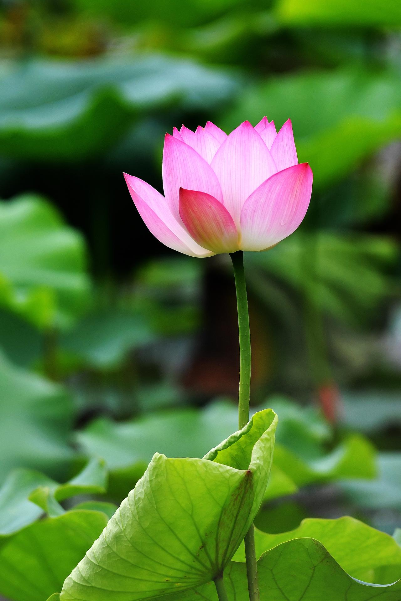 荔湾湖公园的荷花还没到花期，估计再过一周后会出现花海（原创）
2026.05.1