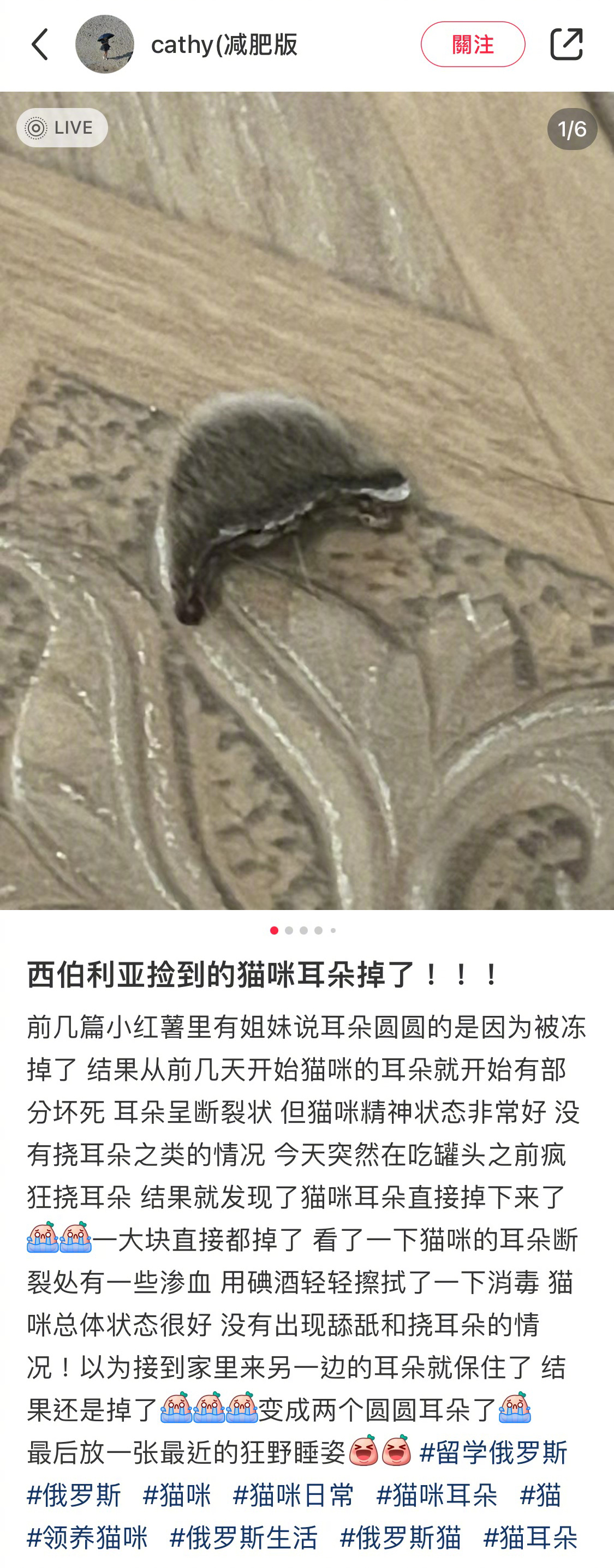 猫咪的耳朵冻掉了？？[哆啦A梦害怕] ​​​