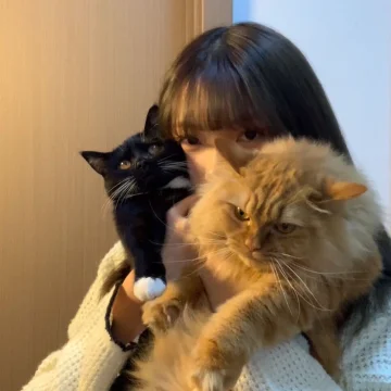 苹果树心理学