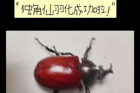 历时半年的“遗忘式饲养”，只换过几次木屑，独角仙竟然真的羽化成功了！

这几天，