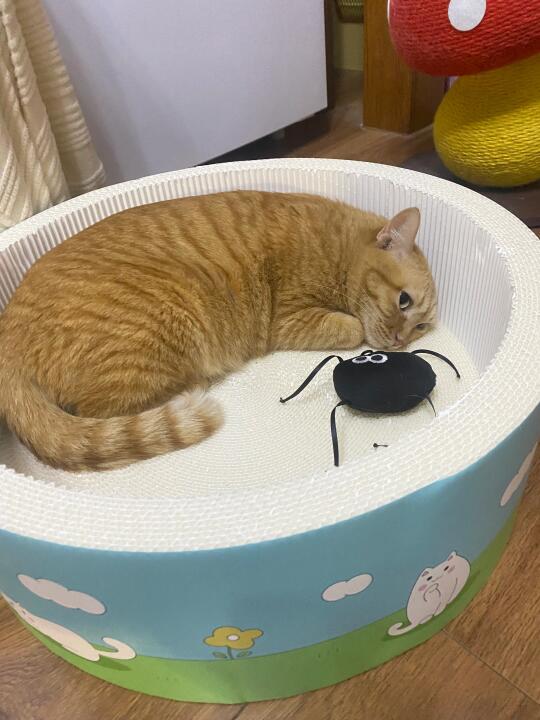 小猫连睡觉都这么可爱！