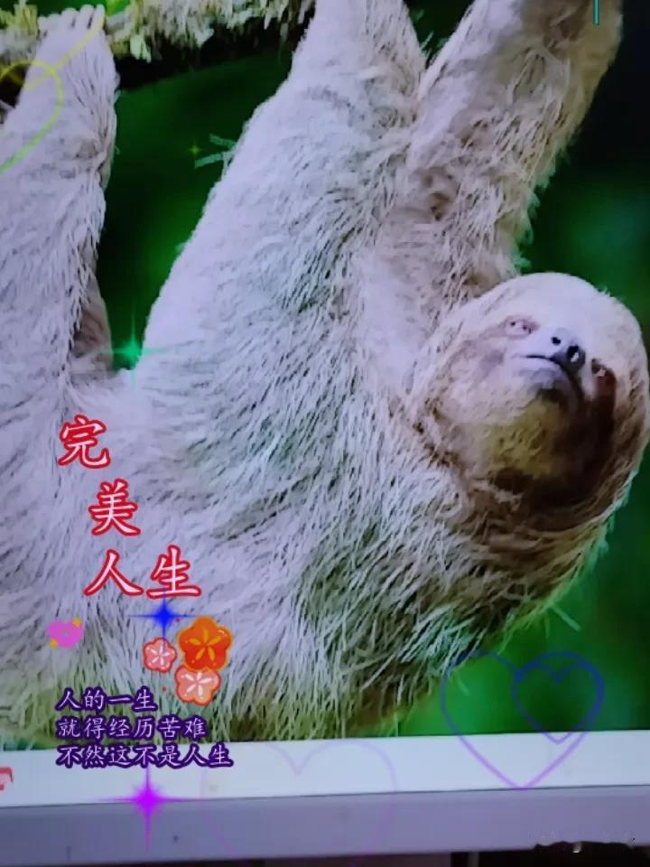 晒图笔记大赛 参加晒图笔记大赛，我必须分享这张“猴子上树”的图。那天去动物园，正