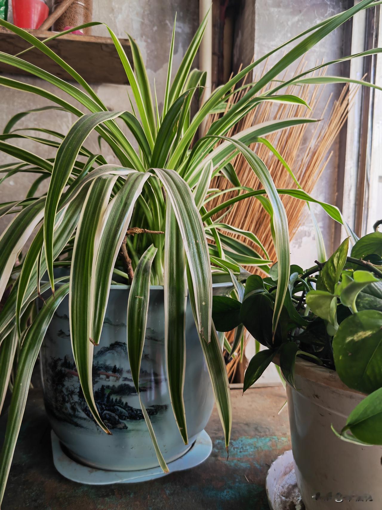 晒图笔记大赛自己养的花花