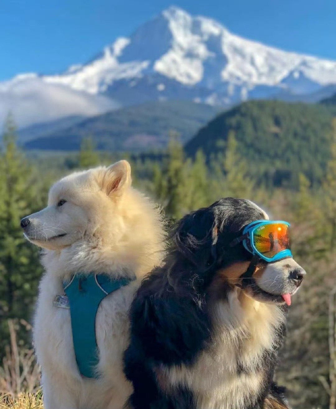 你去你的伯恩山，我回我的椰树林 