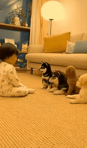 配小主人太到位了，是怎么训练出来的？它们的演技可以去好来乌拿奖了。

小主人开心