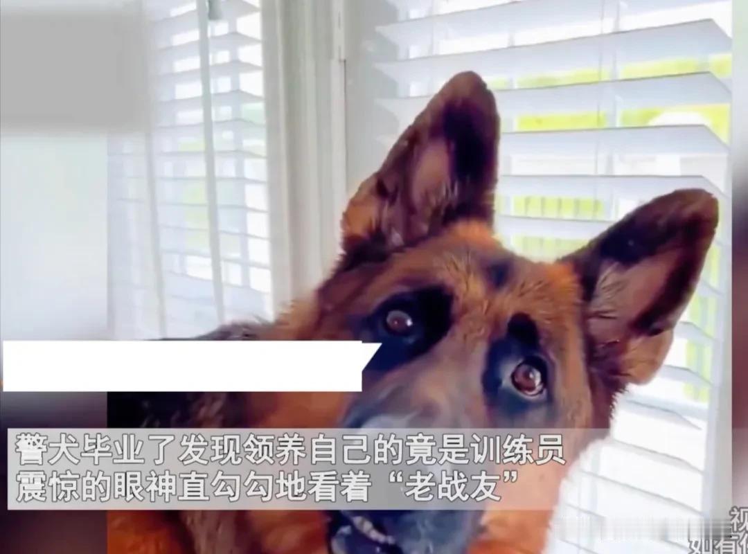 太感人了！退役警犬被新主人领养，到家后发现新主人竟然是曾经的训练员！
退役警犬看