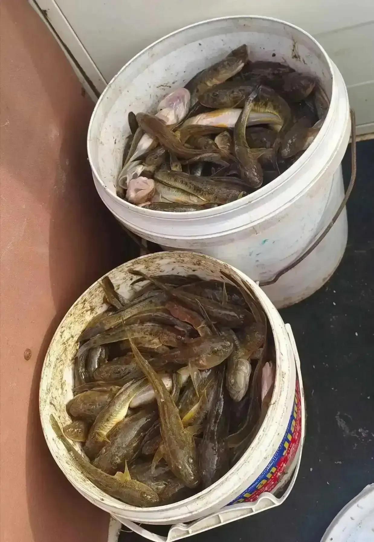 今天大姨从乡下给我们送来了很多这个鱼，还说这个鱼很少有卖的，这是大姨的一片心意，