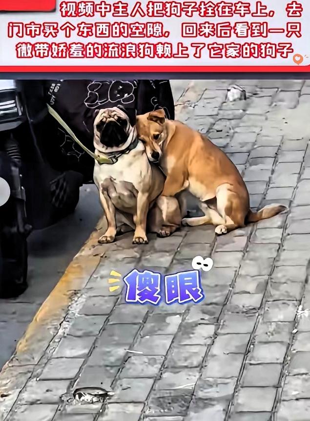这波“捡狗”简直是天降缘分！
主人逛商场没法带狗，只能把毛孩子拴在电动车旁。
 