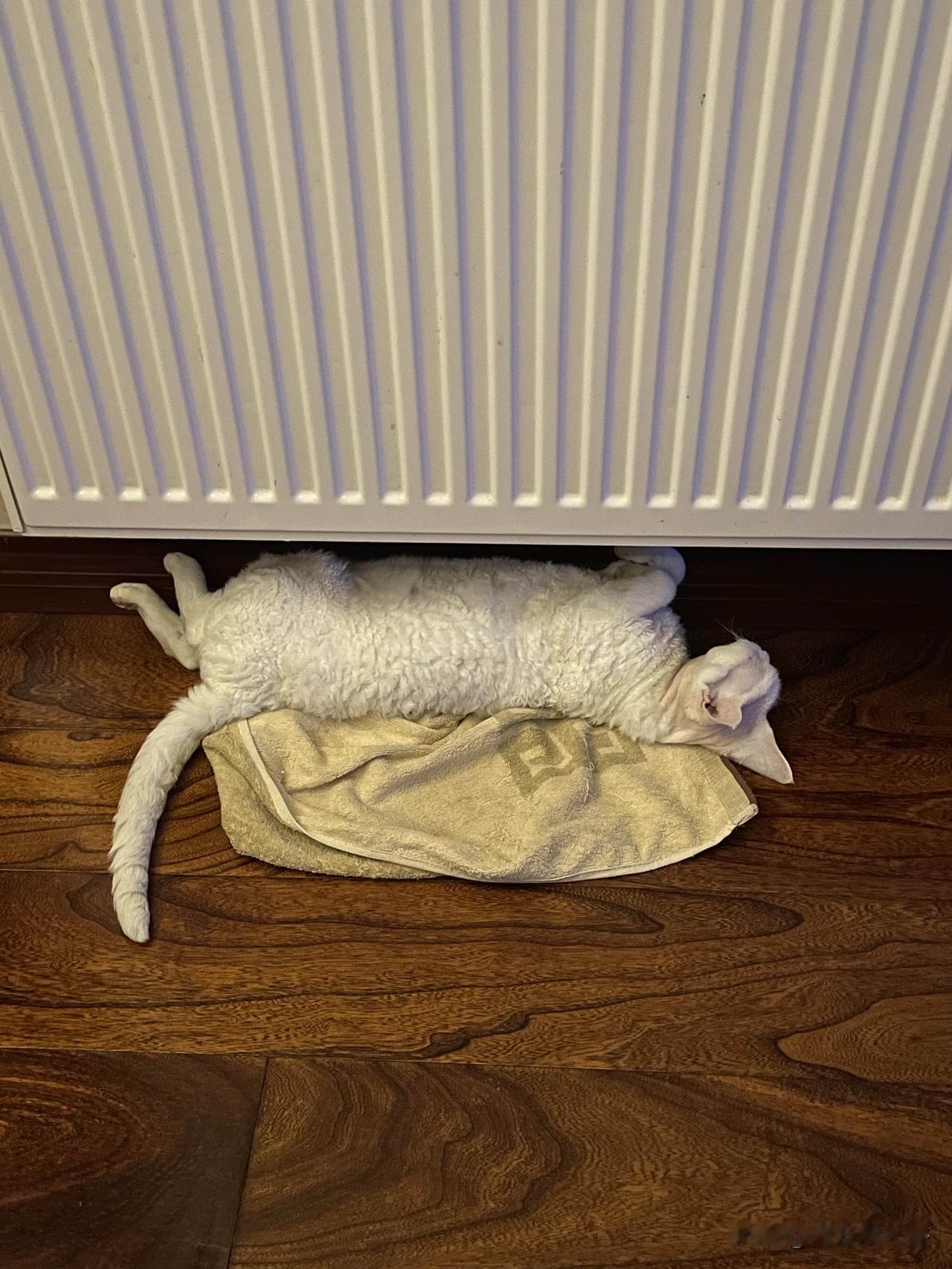 我家小猫咪的背影，这张拍出来没那么胖了哦。小猫咪香喷喷的睡眠，真羡慕哦。