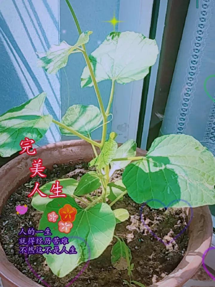 我老公种的葫芦，已经长大了，越长越高，姿态也越来越优雅。
盼望它赶紧长大，好，给