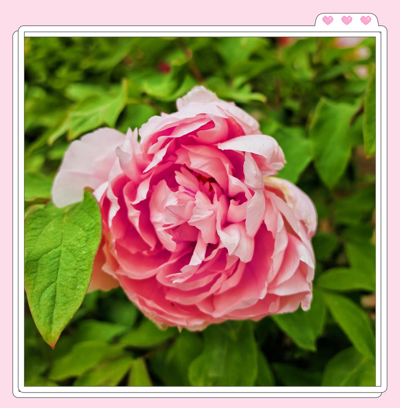 随手拍公园花草北京牡丹花正时