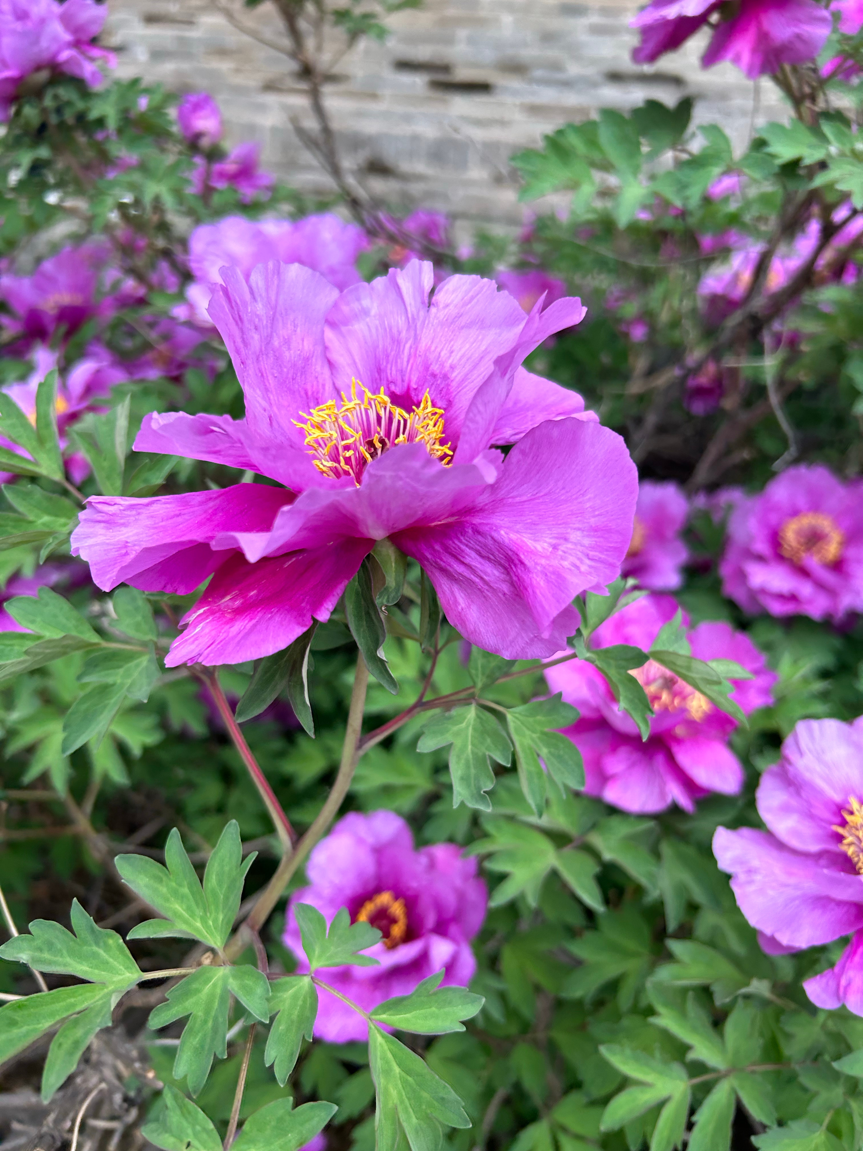 五四青年节早安早安[超话] 青春的征途，就是星辰大海，五四青年节快乐🌹🌹 ​