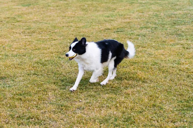 被狗追击把狗打死，很多时候不用承担责任。当被狗追赶，生命安全受到威胁，这属于“正