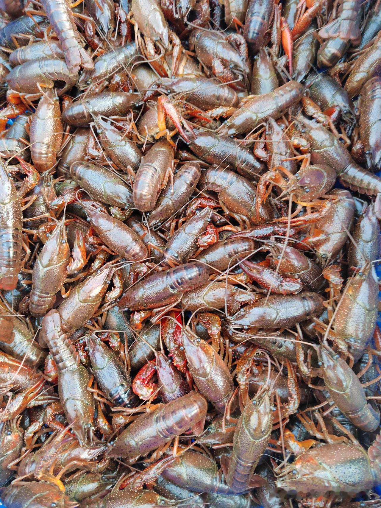 现在小龙虾大量上市，但是现在的龙虾肉有点少，再等等过五一就好多了啦！