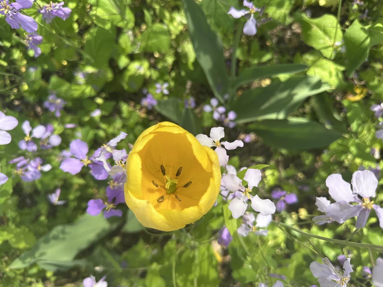 济南的春夏比济南的冬天更美。
越来越喜欢济南。
四面荷花三面柳，一城三色半城湖。