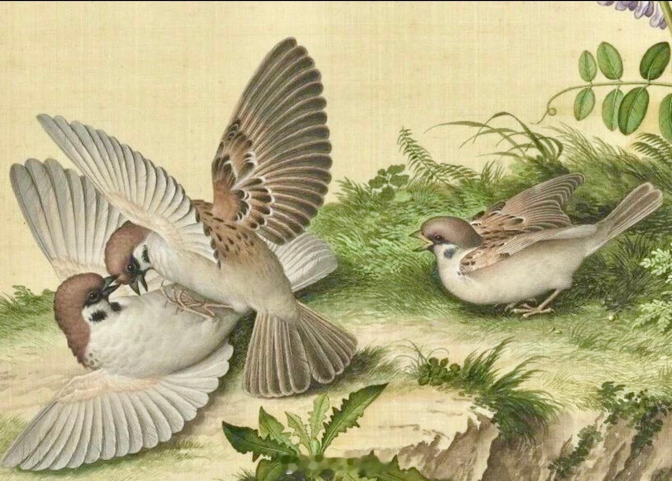 郎世宁的《稷米麻雀图》为雍正至乾隆初期佳作。画中绘豆花、稷穗与四只麻雀，构图疏朗